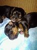 3 More Yorkie Puppies!-9427_156071867315_506127315_3558787_2990896_n.jpg