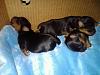 3 More Yorkie Puppies!-9427_156071927315_506127315_3558788_1205855_n.jpg