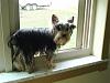 Does anyone else's Yorkie hang out in the window?-jojo.jpg