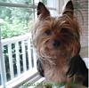 Does anyone else's Yorkie hang out in the window?-cocoa-b..jpg