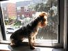 Does anyone else's Yorkie hang out in the window?-img_0896.jpg