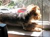 Does anyone else's Yorkie hang out in the window?-img_0899.jpg