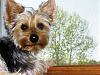 Does anyone else's Yorkie hang out in the window?-img_1330.jpg