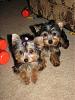 Here are my babies-016.jpg