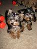Here are my babies-017.jpg