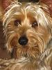 Jackson: Mighty King of Yorkshire Terriers-img_2440.jpg