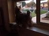 Does anyone else's Yorkie hang out in the window?-razael-window.jpg