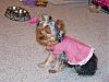 Sophie Belle's Fashion Show!!-100_1094.jpg