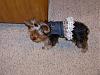 Sophie Belle's Fashion Show!!-100_1096.jpg