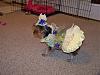 Sophie Belle's Fashion Show!!-100_1099.jpg