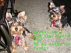 New Pics of Bandit & Peanut!-bandit-peanut2.jpg