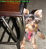 New Pics of Bandit & Peanut!-bandit-peeking-around-table.jpg