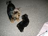 CrAzIeS aRe At My HoUsE!-playing-home-11-weeks-017-resized.jpg