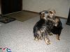 CrAzIeS aRe At My HoUsE!-playing-home-11-weeks-002-resized.jpg