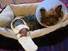 Brownie's Home from Surgery!!-brownie-s-02.jpg