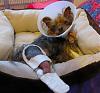 Brownie's Home from Surgery!!-brownie-s-04.jpg