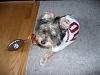 My little Redskins fan-redskins-4.jpg