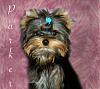 Have you met Parker????????-parker17wksuntitled-1.jpg