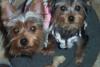 My babies got groomed today-picture-014-200-x-133-.jpg