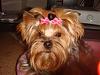 Madisynn's new bows from Ladymom!!!-maddie-1.jpg