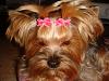 Madisynn's new bows from Ladymom!!!-maddie-2.jpg