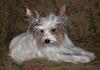 White Yorkie Puppy-cimg2160.jpg