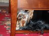 New pics of Queenie!-under-table.jpg