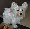 White Yorkie Puppy-20090914_19.jpg