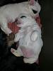 White Yorkie Puppy-cimg1288s.jpg