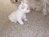 White Yorkie Puppy-cimg1333s.jpg