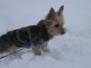 Snow Pics-img_0179.jpg