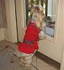 Does anyone else's Yorkie hang out in the window?-dog-pictures-0.jpg