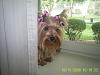Does anyone else's Yorkie hang out in the window?-583-sm.jpg