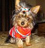 Bailey in his new sweater and bow-bailey1.jpg