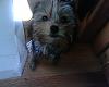 finally got a yorkie-jeter2.jpg