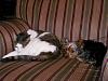 Breakthrough in the Yorkie vs. Cat Wars!-100_1128.jpg