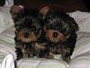 My babies are 8 weeks old - Sebastian & Gidget-s-g-8-wks-007.jpg
