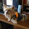 Suki got a new Halloween Dress-006.jpg