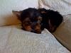 Meet my new baby girl Bailey-photo-3-.jpg