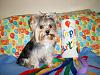 Celebrating "TOBY" It's His 2nd Birthday!-9-28-happy-2nd-birthday-toby.jpg