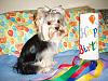 Celebrating "TOBY" It's His 2nd Birthday!-9-28-handsome-birthday-boy-toby.jpg