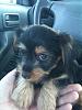 MY yorkie "Sparky"-sparky.jpg