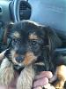 MY yorkie "Sparky"-sparkie.jpg
