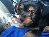 MY yorkie "Sparky"-sp9.jpg