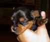 PUPPY PICTURES...13 days old-new-pups-001.jpg