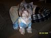 Jada and bogie in their new pj's-bogie-pjs.jpg