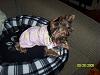 Jada and bogie in their new pj's-jada-new-pjs.jpg