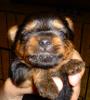 PUPPY PICTURES...13 days old-new-pups-003.jpg