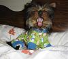 Bailey in his new jammies!-0166.jpg