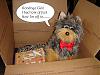 Yodi's Adventure Discussion Thread - YorkieTalk's Traveling Yorkie-dsc04672.jpg